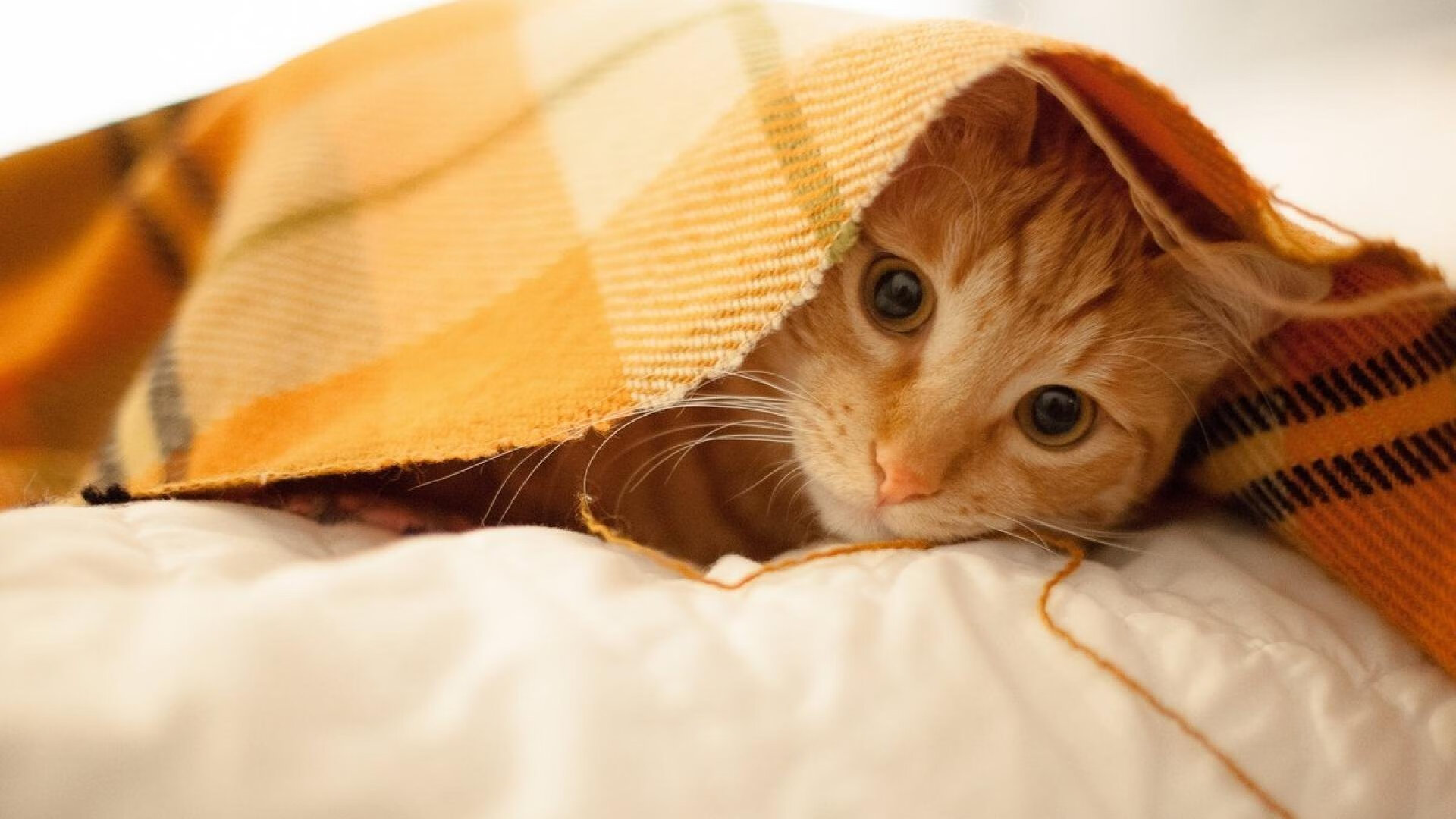 中国男篮公布集训名单 年轻球员比例提升，中国男篮集训队首次人员调整 新闻