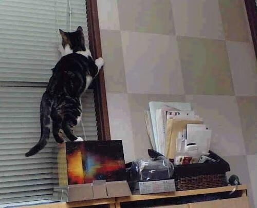 kaiyun网址-体育新闻中心参与体育数字版权保护国际合作，专业的体育新闻网站