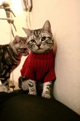 体育新闻中心参与体育数字版权保护国际合作，专业的体育新闻网站