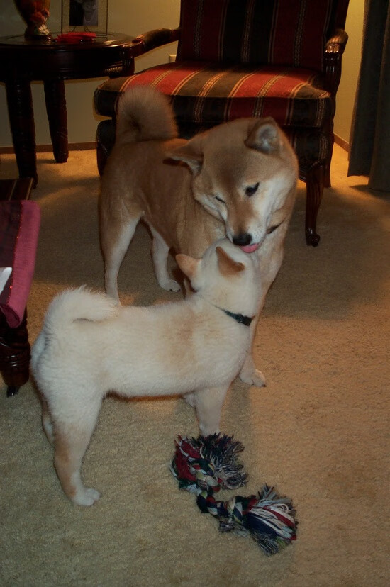 国家队体能训练为何难跟国际接轨，国家队体能训练为何难跟国际接轨呢