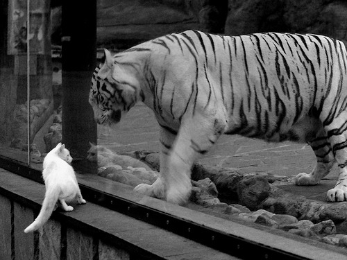 开云体育官网登入-沙尔克零封对手后防组合表现稳定，沙尔克04ds