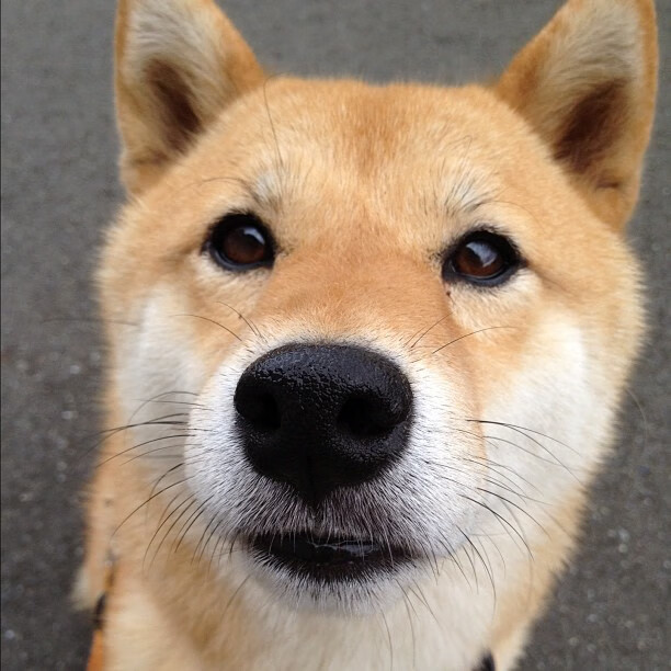 职业球员体能测试标准不一致,职业球员体能测试标准不一致怎么办